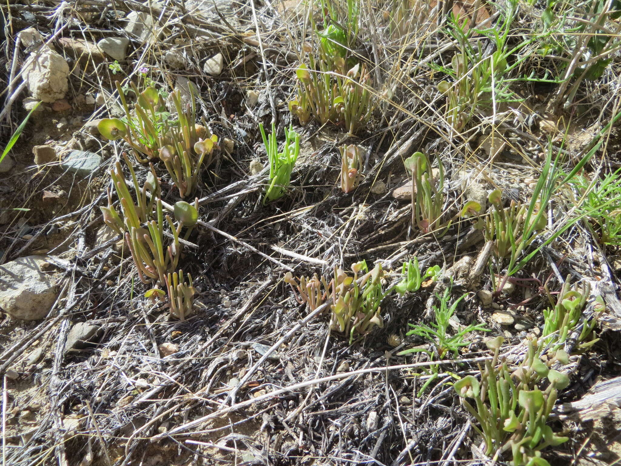 Image de Claytonia parviflora subsp. utahensis (Rydberg) John M. Miller & K. L. Chambers