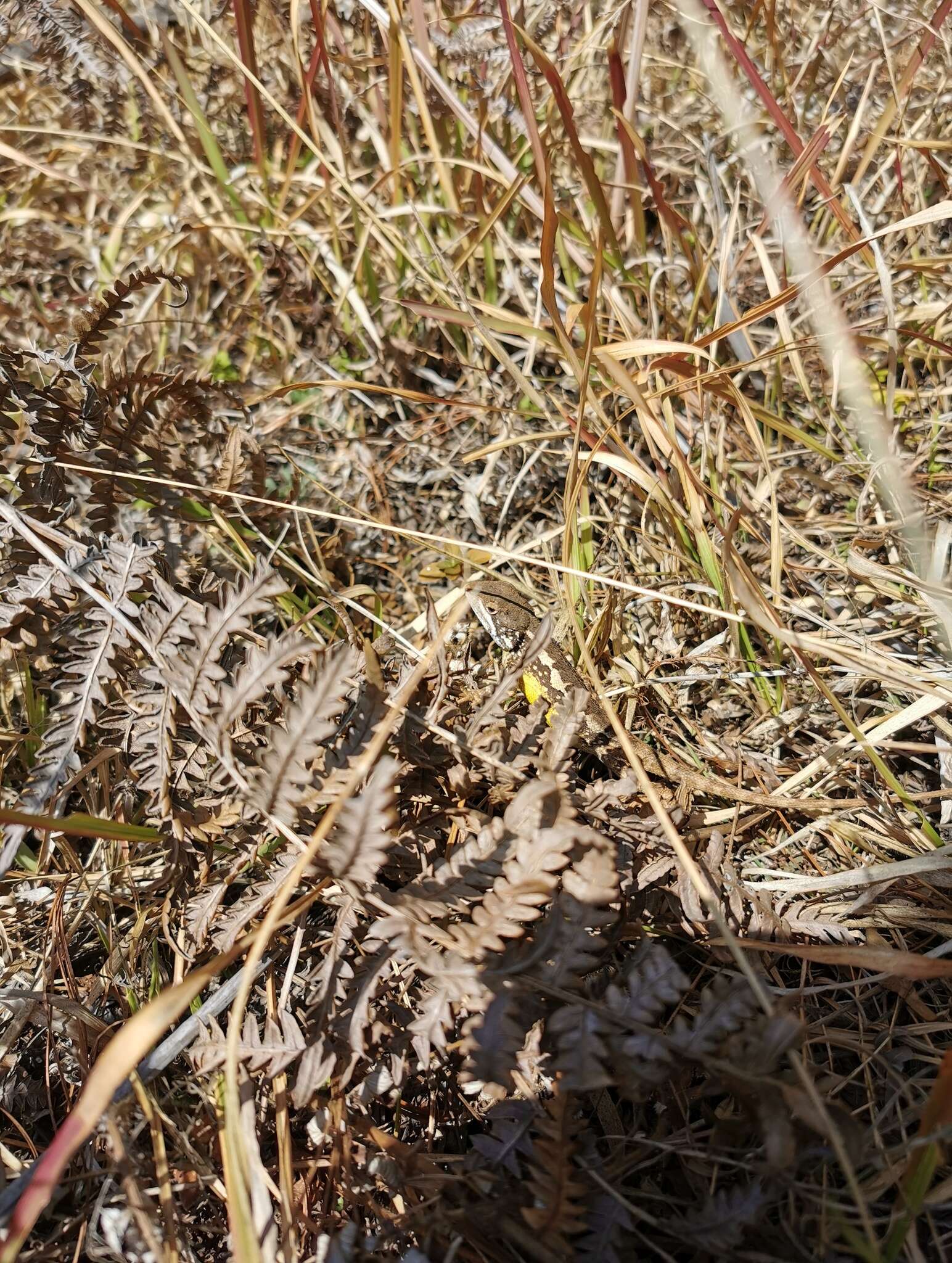 Слика од Diploderma varcoae Boulenger 1918