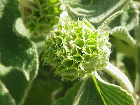 Image of shrubby Jerusalem sage