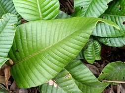 Image of Selliguea feei Bory
