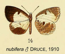 Image of Tetrarhanis nubifera (Druce 1910)