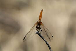 Image of Russet Dropwing