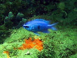 Image of Purple Chromis