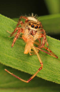 Image of Phidippus princeps (Peckham & Peckham 1883)