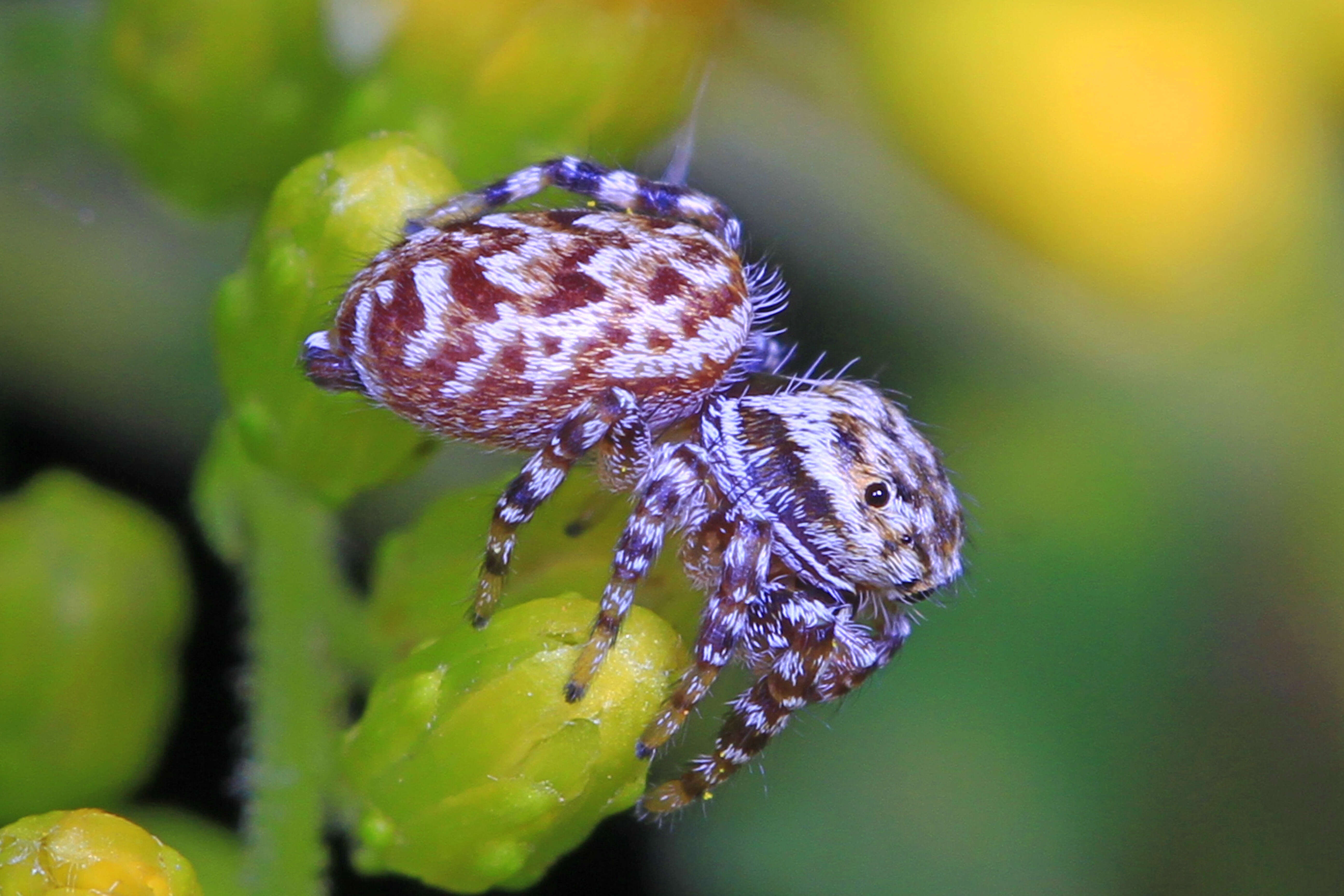 Image of Peppered Jumper