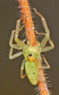 Image of Magnolia Green Jumper