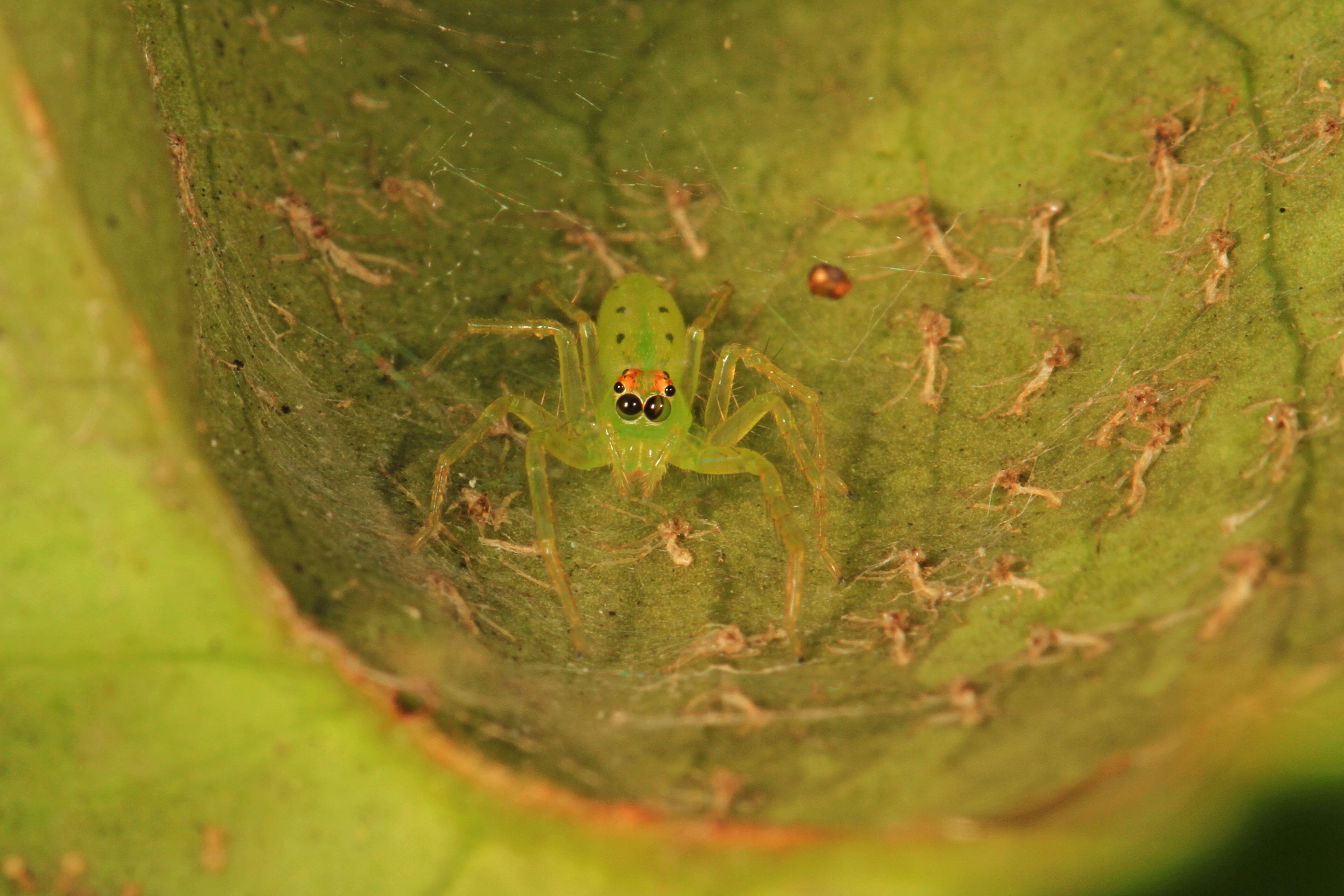 Image of Magnolia Green Jumper