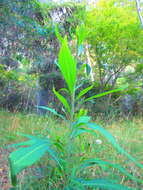 Imagem de Lobelia bridgesii Hook. & Arn.