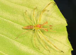 Image of Magnolia Green Jumper