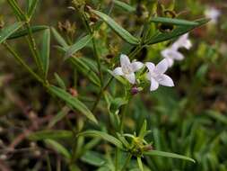 Image of longleaf summer bluet