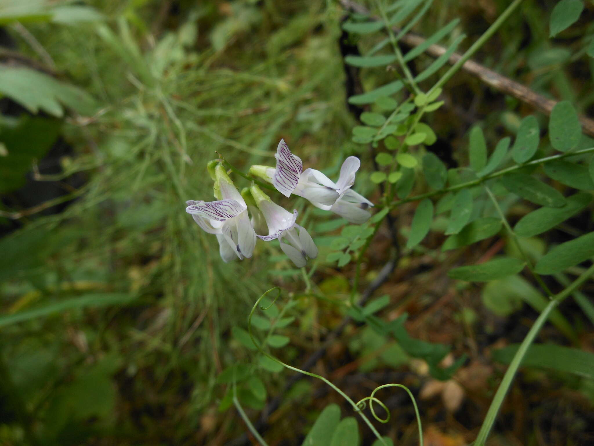 Image of wood vetch