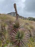 Image of Puya clava-herculis Mez & Sodiro