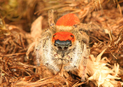 Image of Tawny Jumping Spider