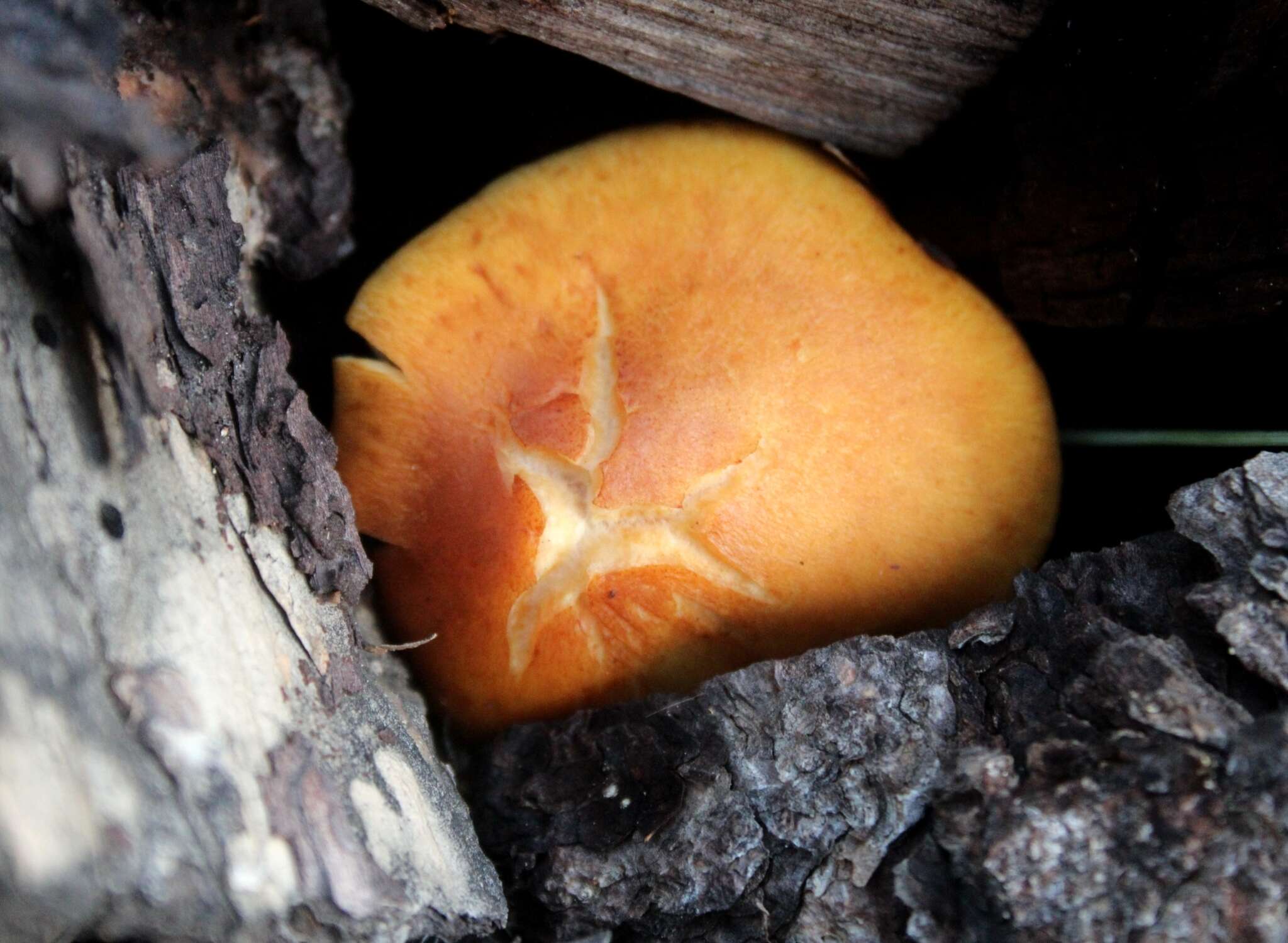 Image of Gymnopilus aurantiophyllus Hesler 1969