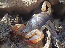 Image of Euscorpius candiota Birula 1903