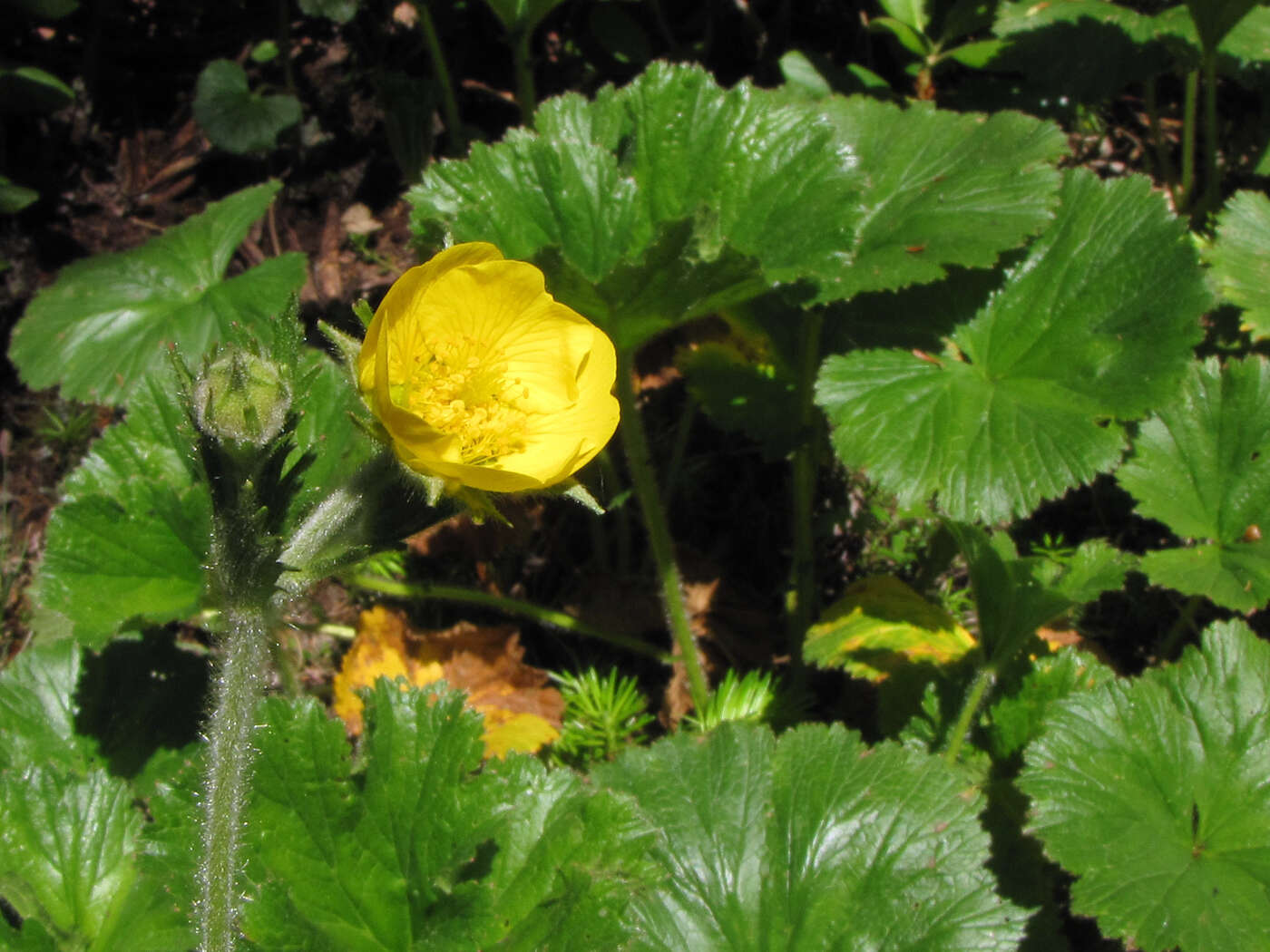 Geum radiatum Michx.的圖片