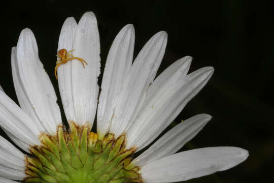 Image of Misumenoides formosipes (Walckenaer 1837)