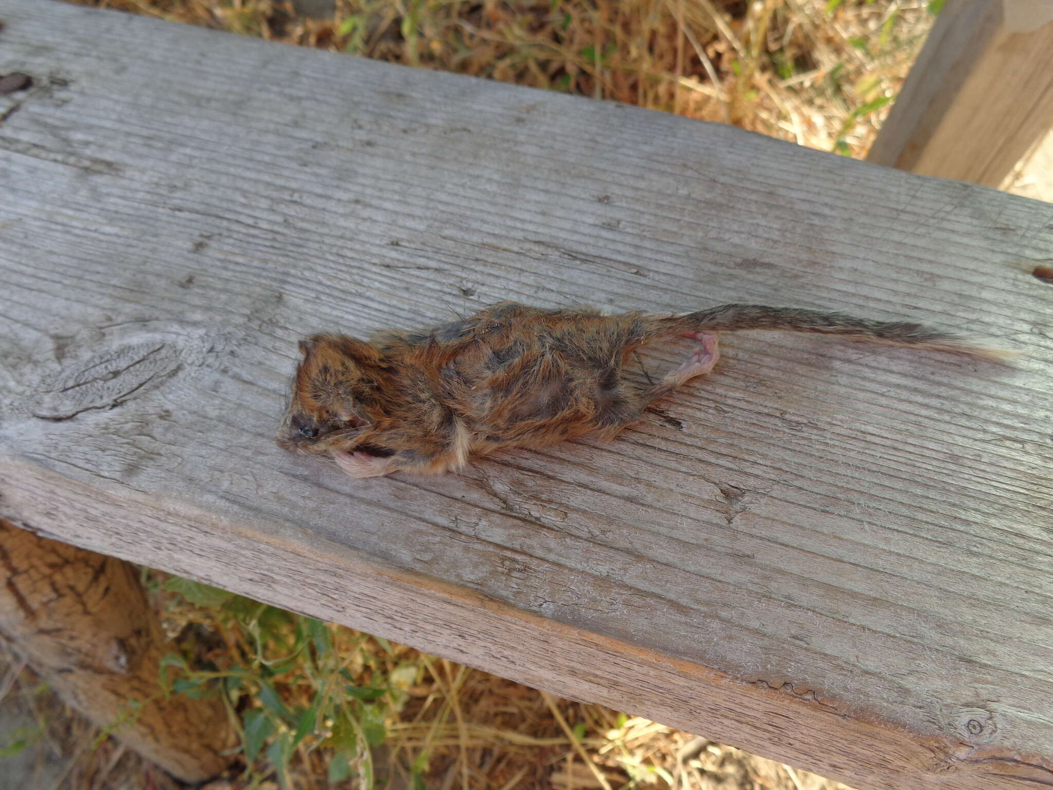 Image of Common Forest Dormouse