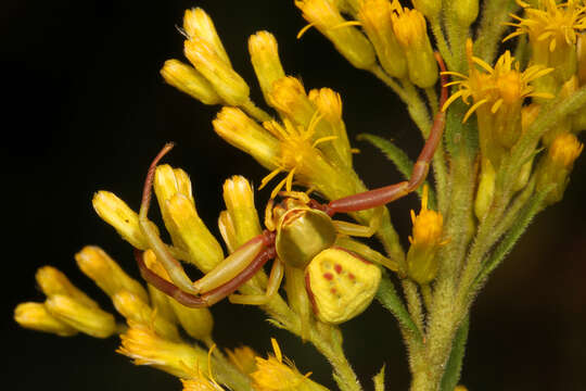 Image of Misumenoides formosipes (Walckenaer 1837)