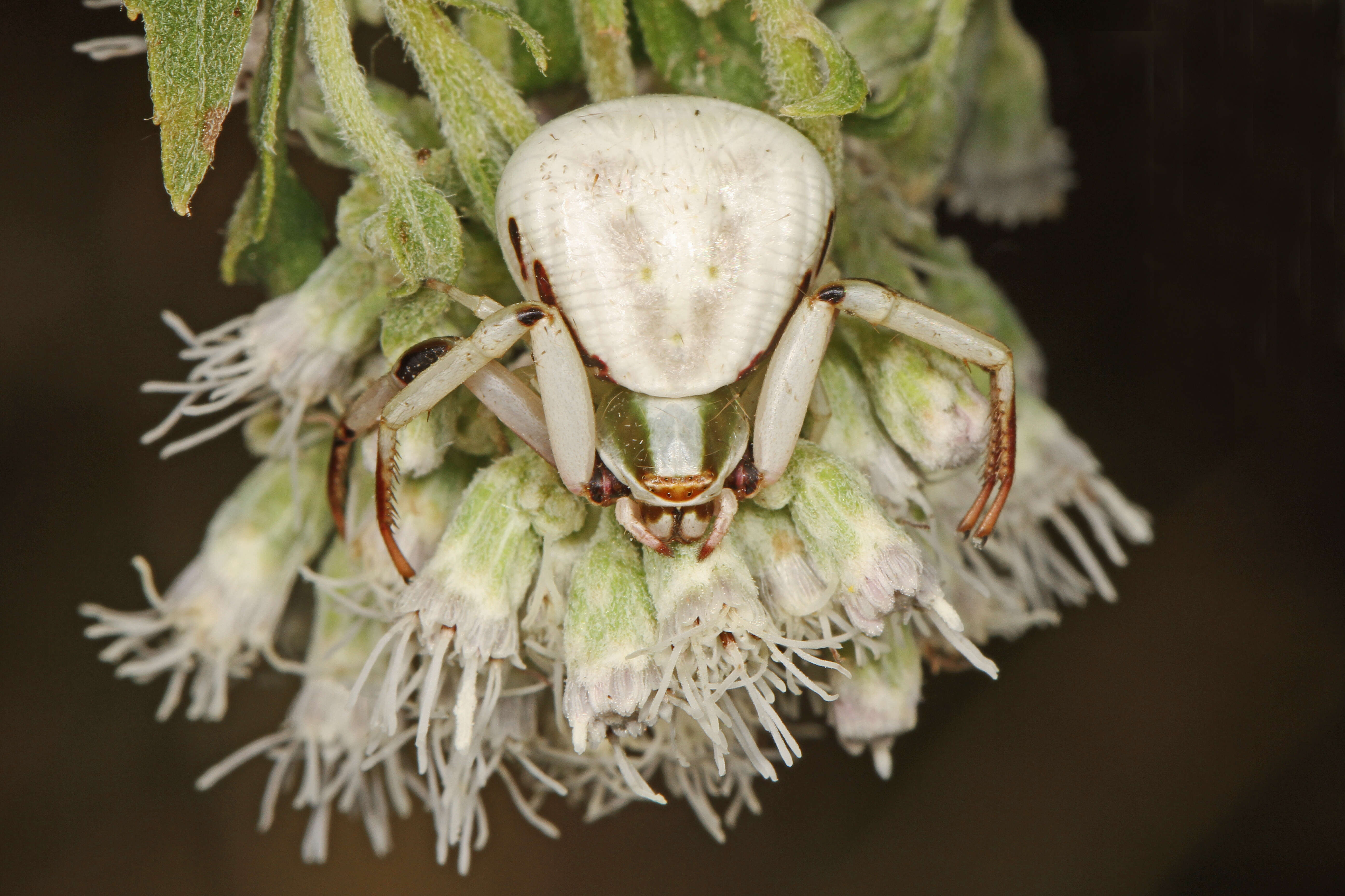 Image of Misumenoides formosipes (Walckenaer 1837)