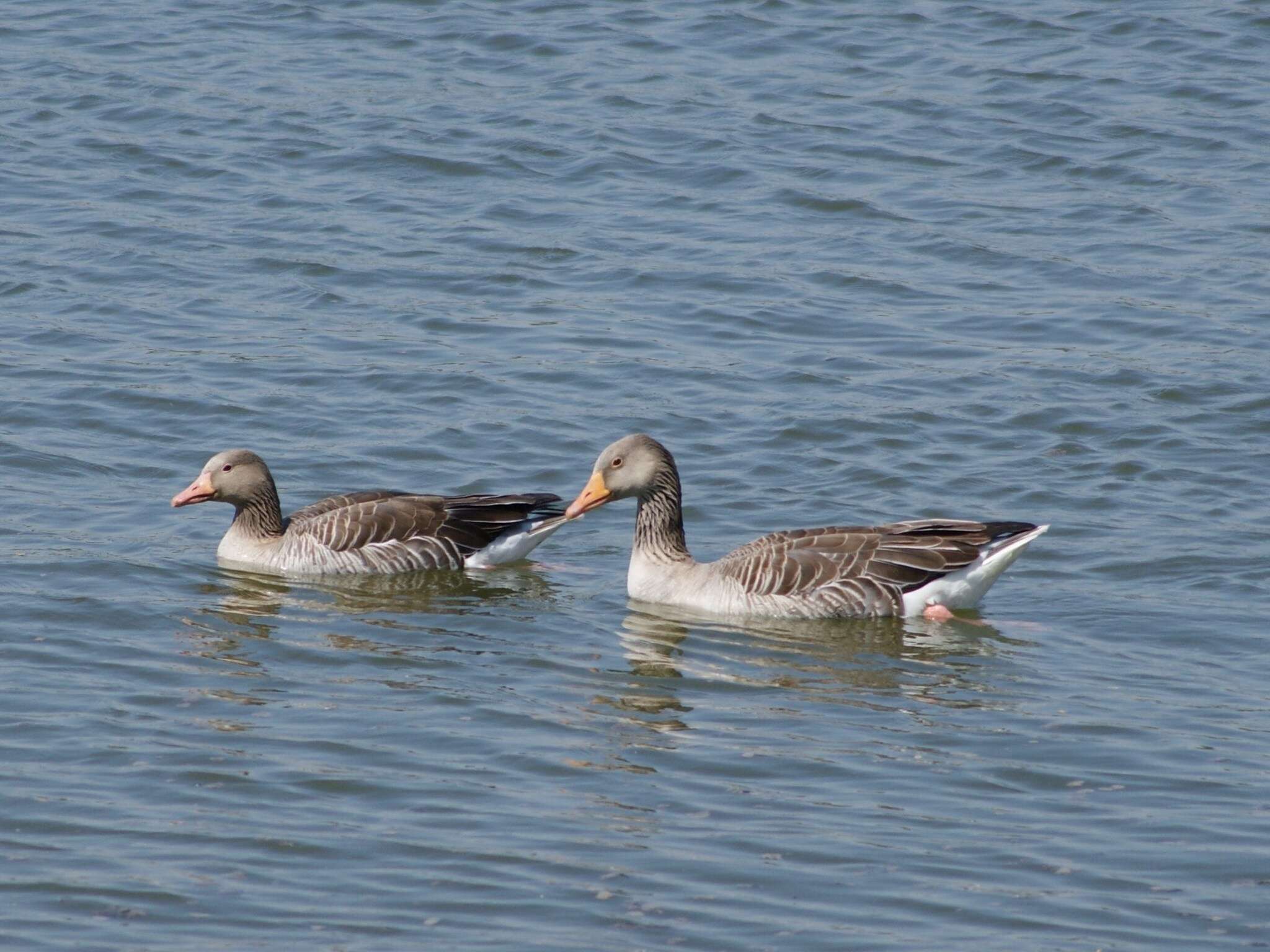 Image of Western Greylag Goose