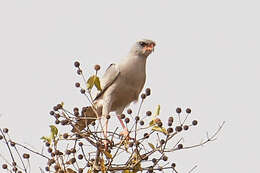 Image of Dark Chanting Goshawk