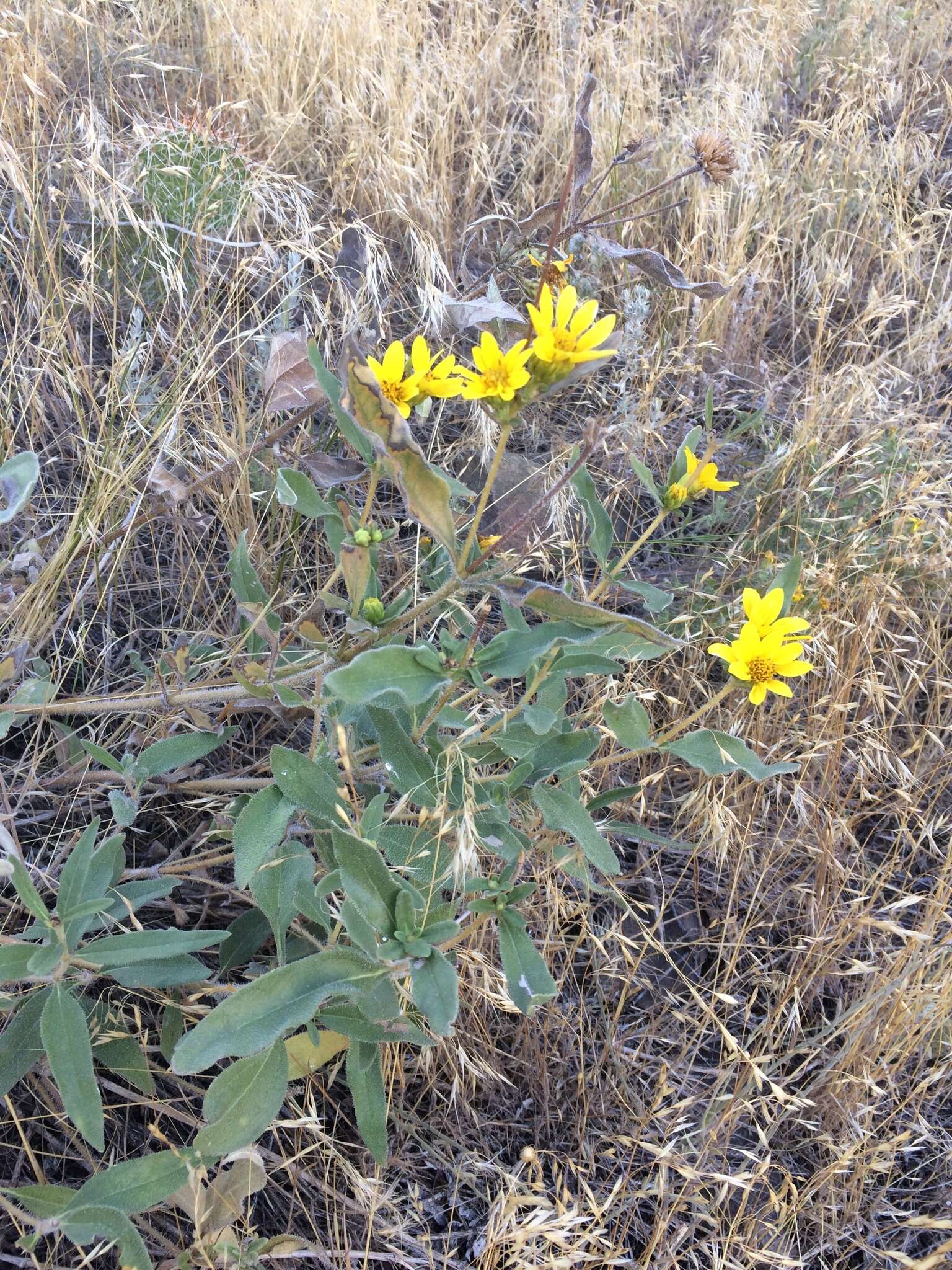 Image of little sunflower