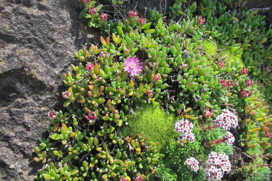 صورة Delosperma basuticum L. Bol.