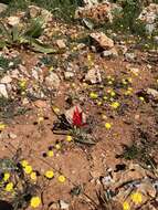 Image of orange wild tulip