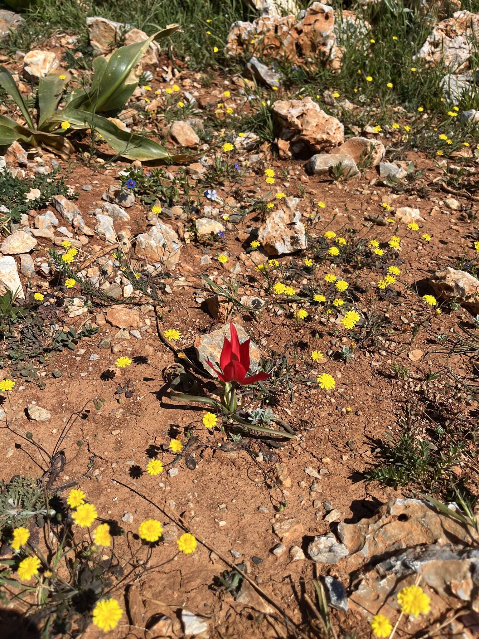 Image de Tulipa orphanidea Boiss. ex Heldr.