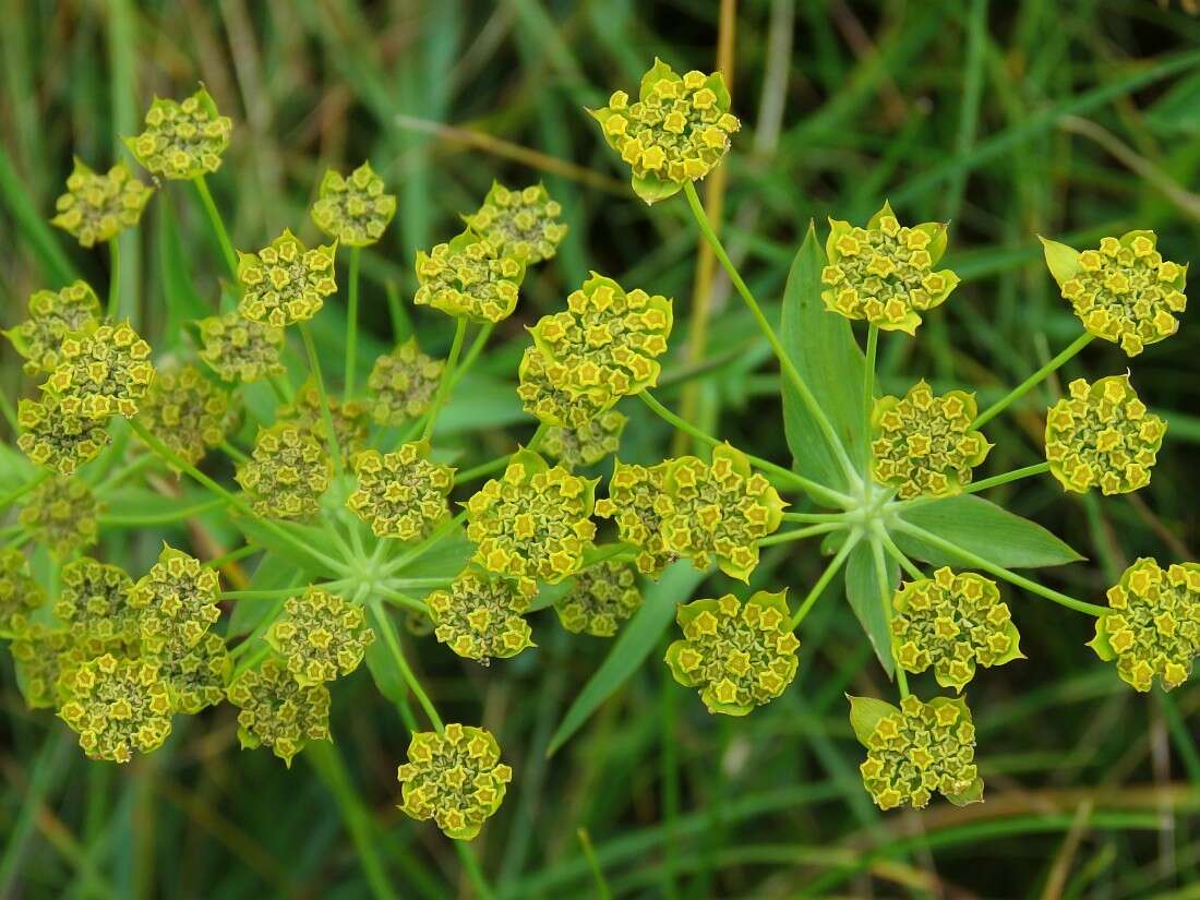 Sivun Bupleurum ranunculoides L. kuva