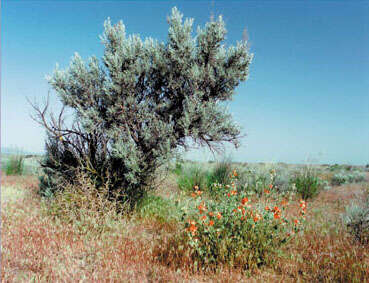 Imagem de Artemisia tridentata (Nutt.) W. A. Weber