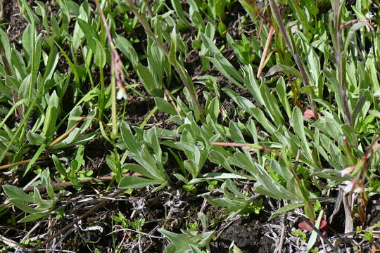 Imagem de Antennaria corymbosa E. E. Nelson