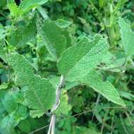 Image of creeping false holly