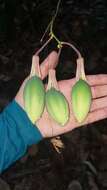 صورة Passiflora contracta Vitta