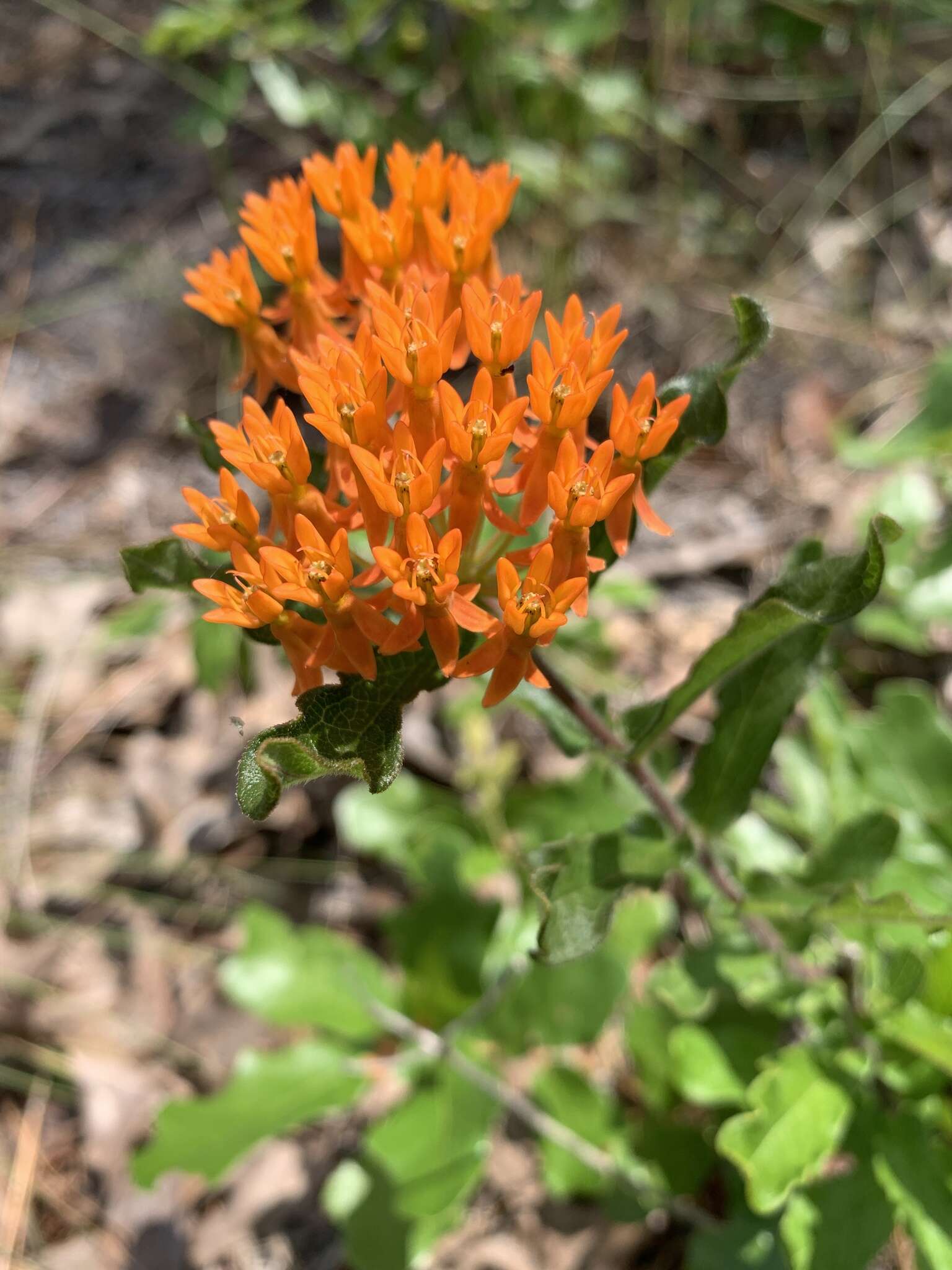 Image of Rolfs' milkweed