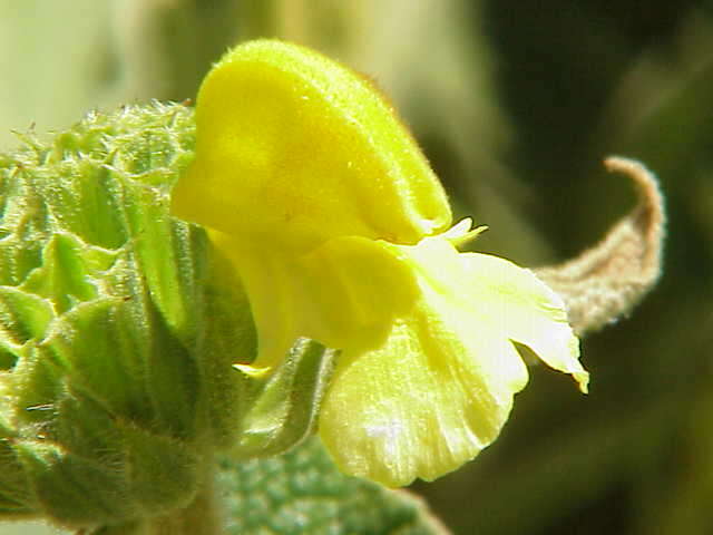 Image of shrubby Jerusalem sage