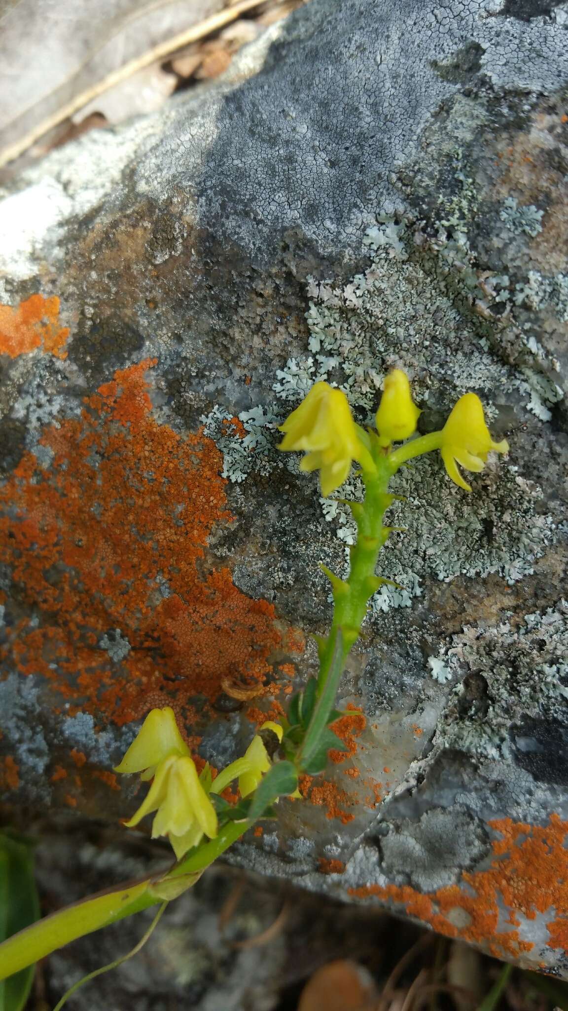 Imagem de Polystachya henrici Schltr.