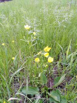 صورة Ranunculus pedatus Waldst. & Kit.