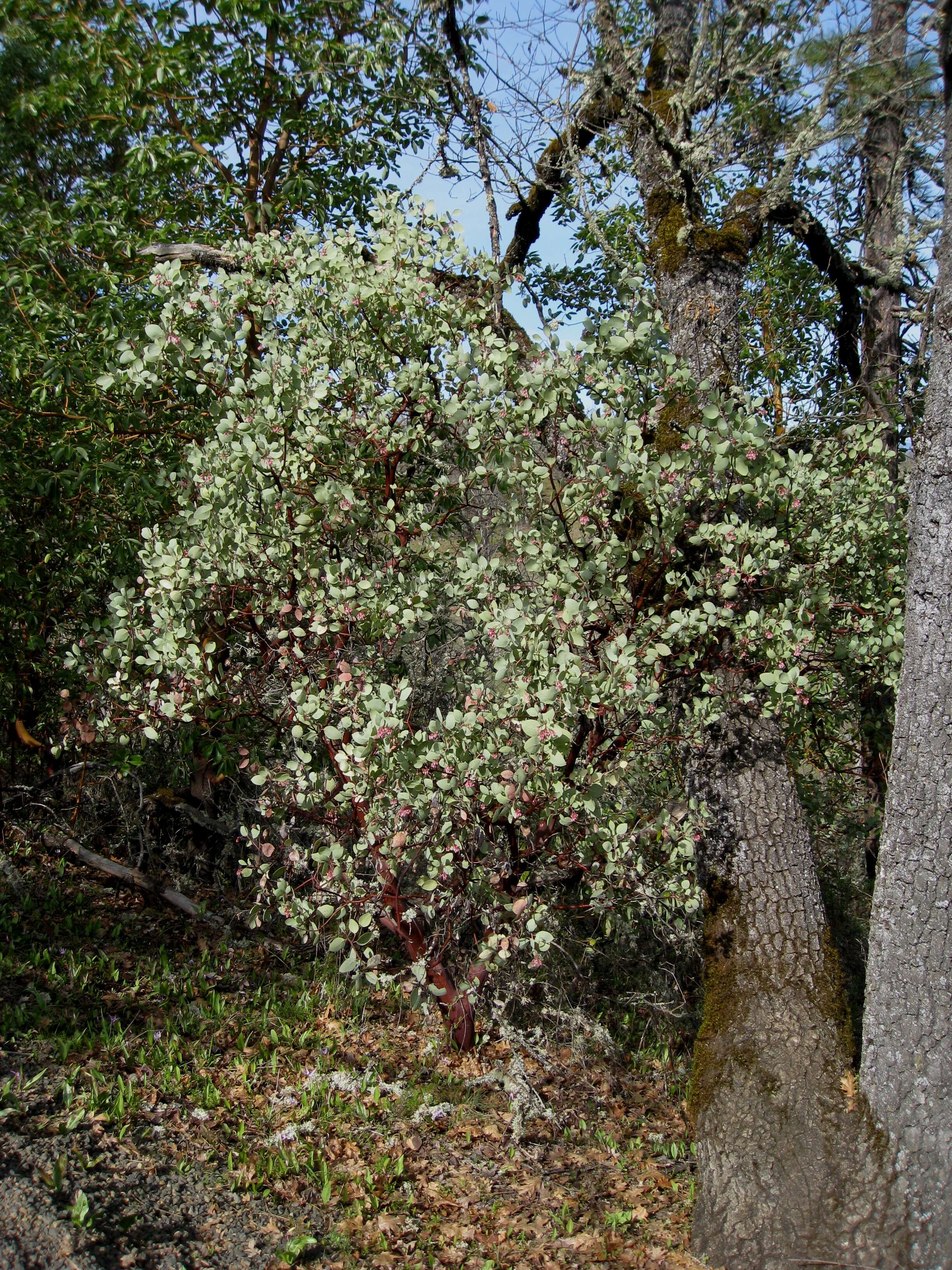 Arctostaphylos viscida Parry resmi