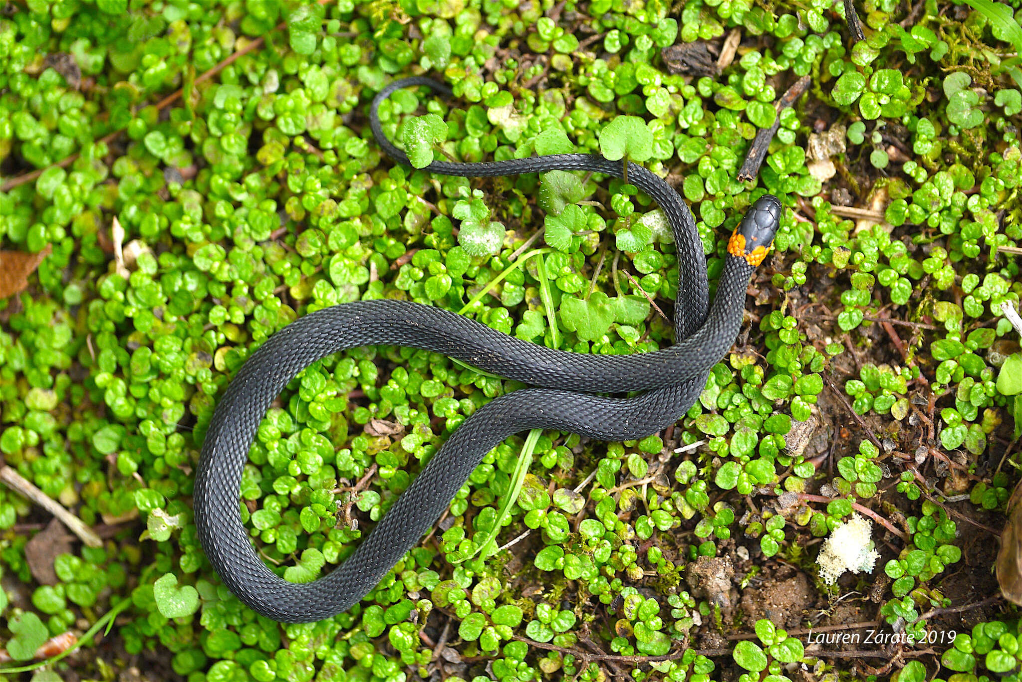 Image of Ringneck Coffee Snake