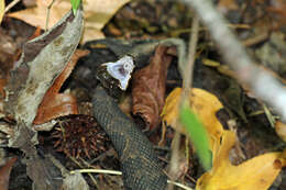 Image of Cottonmouth