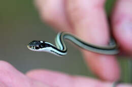 Image of Thamnophis saurita saurita (Linnaeus 1766)