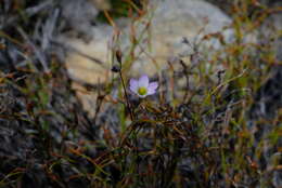 Image of Ixia saundersiana