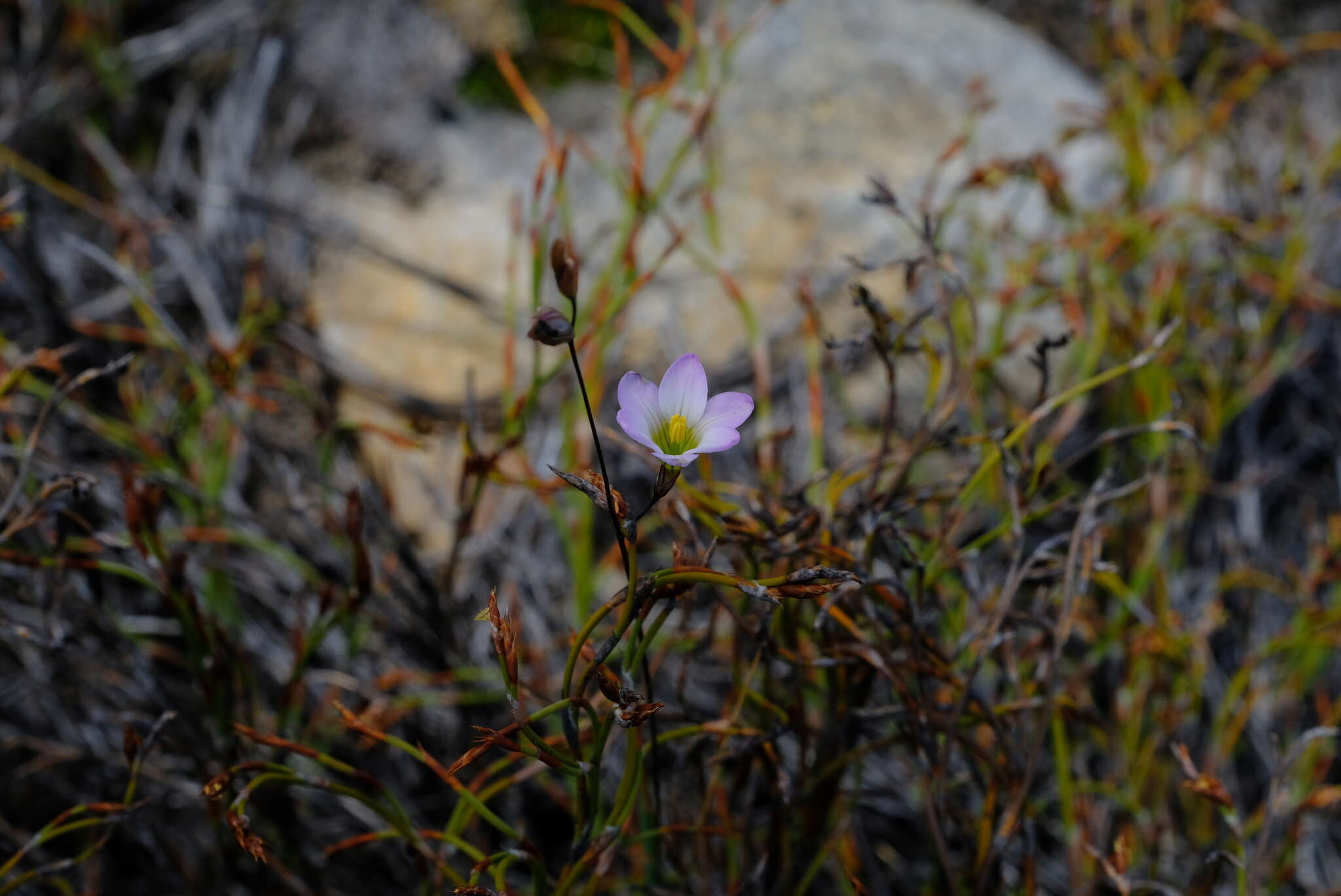 Image de Ixia saundersiana