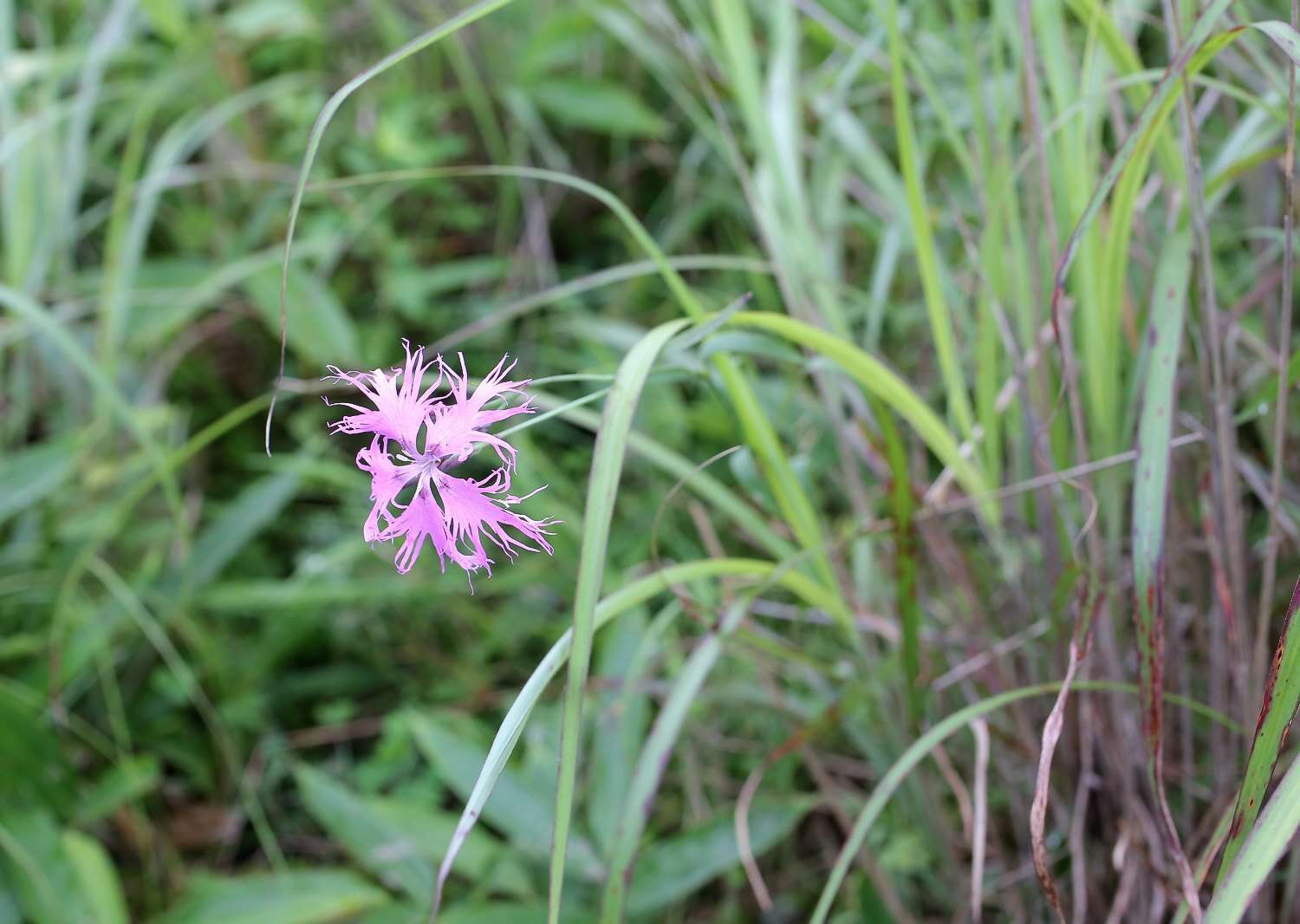 Image of Dianthus superbus subsp. superbus