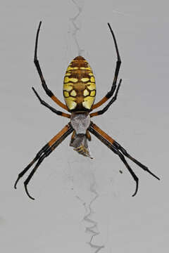 Image of Black-and-Yellow Argiope