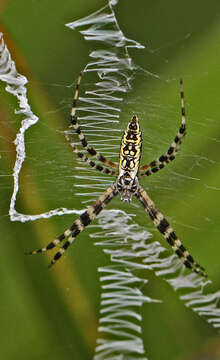 Image of Black-and-Yellow Argiope