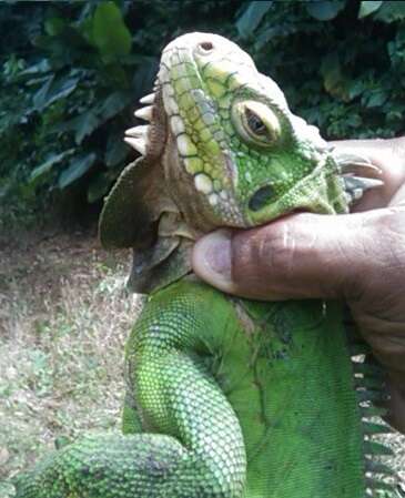 Image de Iguane des Petites Antilles