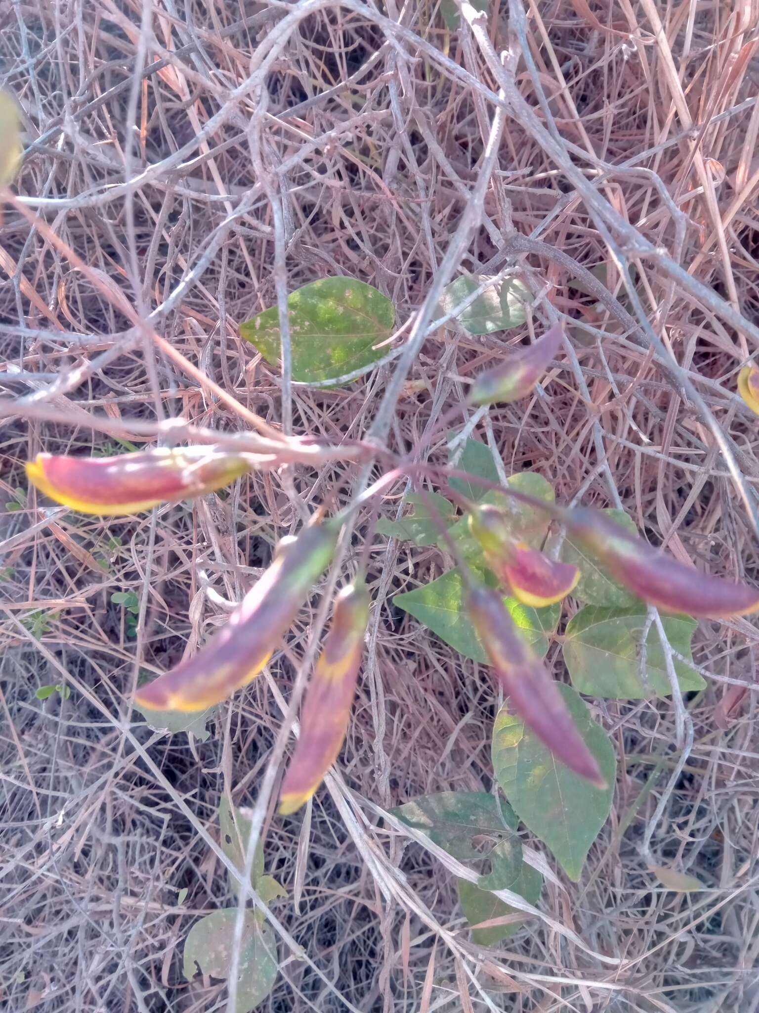 Image of Rhynchosia baukea Du Puy & Labat